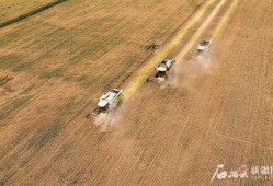 新疆“第一镰”在喀什开启夏收自南向北推进