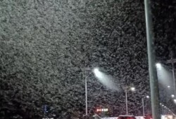 梅雨季将至，上海初夏夜路灯下白蚁聚集