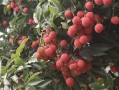 【网络强村】广东给“荔”三重奏：从岭南佳果到世界名片