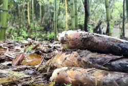 【“中国游记”第一季㊱】挖竹笋、采蘑菇、崩爆米花……老外在中国乡村“玩疯了”！