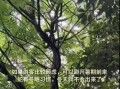 普陀山树上盘踞长蛇引游客拍照围观！景区：各种类型的毒蛇都有，一般不攻击人