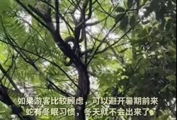 普陀山树上盘踞长蛇引游客拍照围观！景区：各种类型的毒蛇都有，一般不攻击人