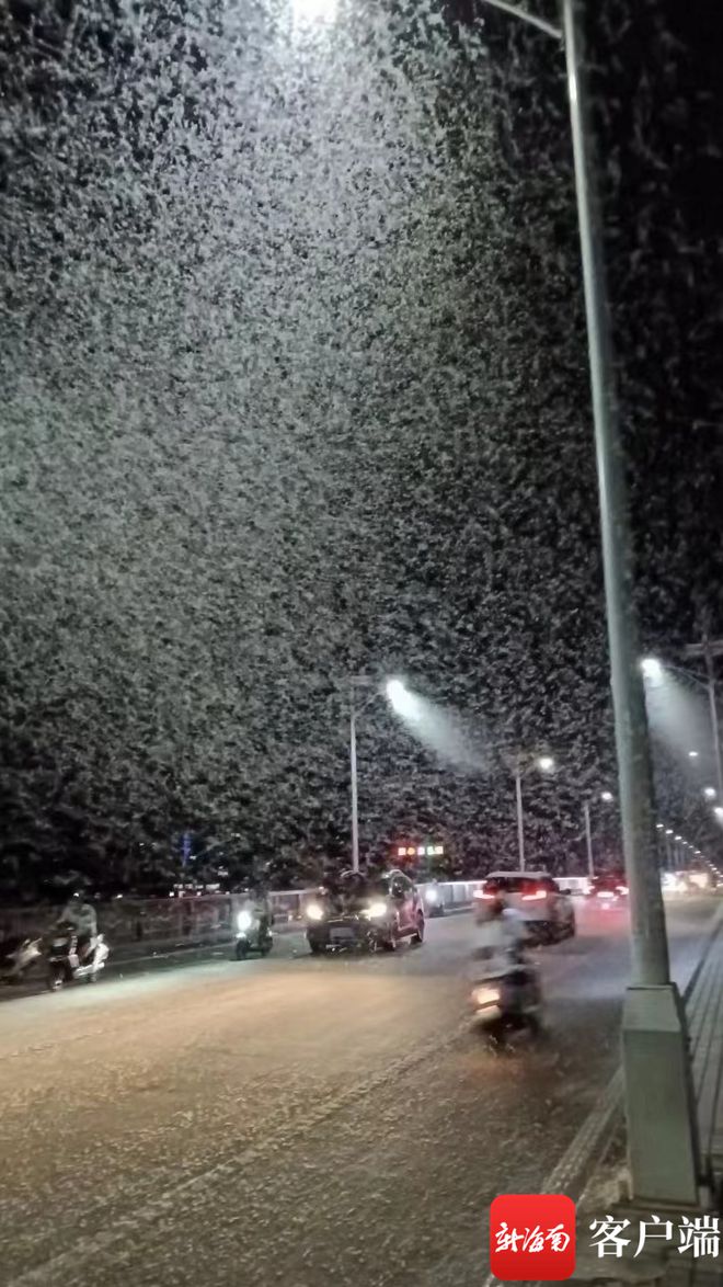 梅雨季将至，上海初夏夜路灯下白蚁聚集