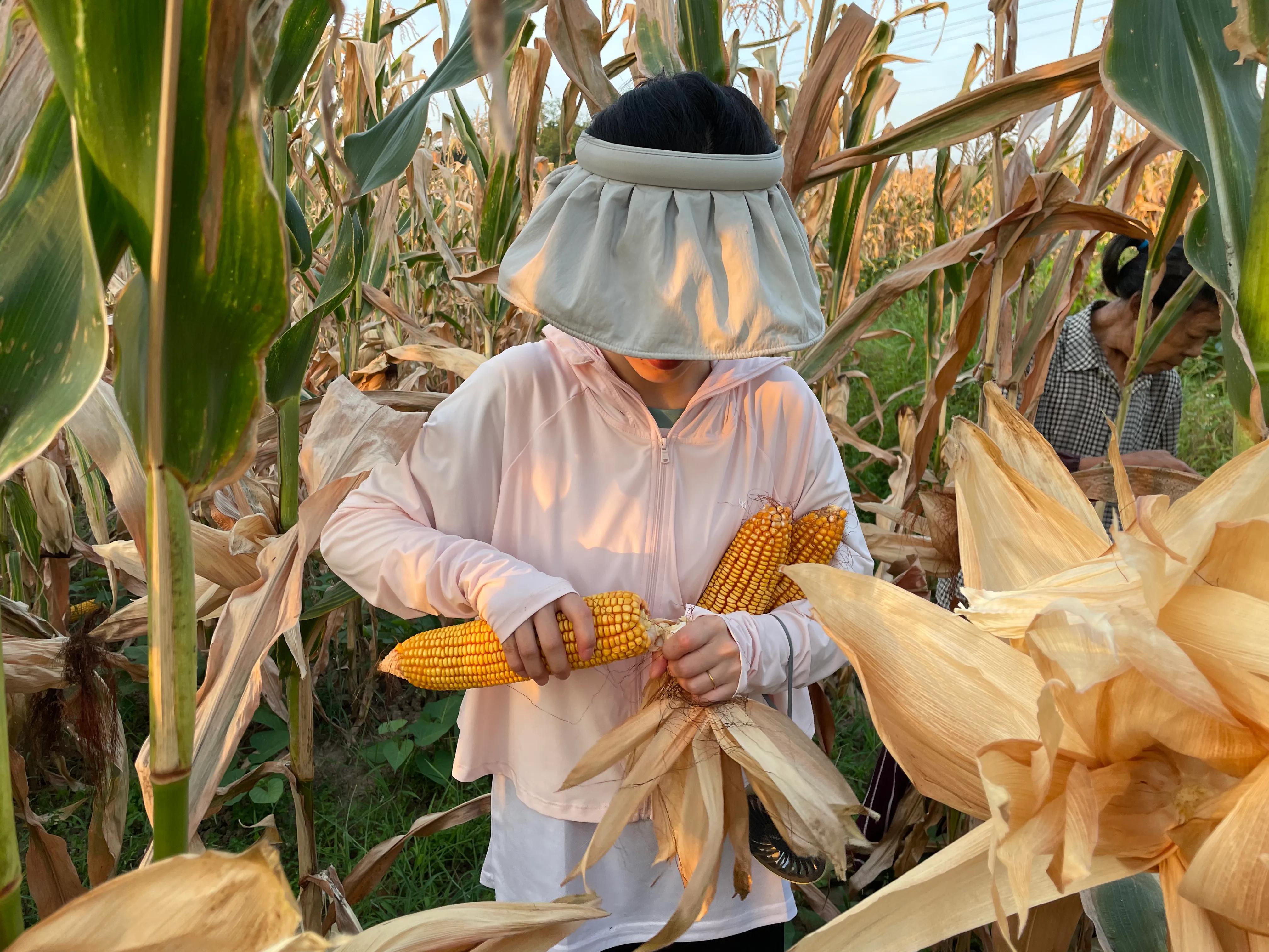 各地推出暖心举措服务夏收，收获温暖与效率并存的美好季节
